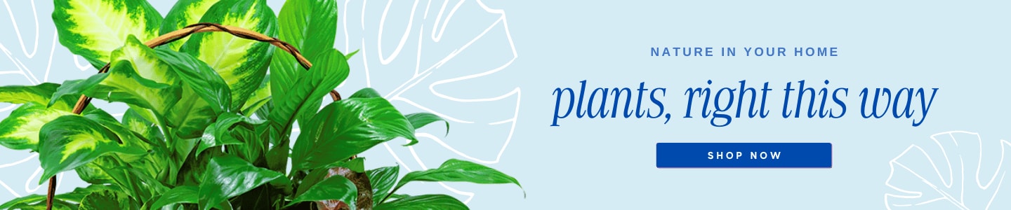 Nature in your home plants, right this way banner